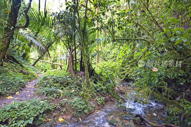 热带雨林水道，圣杰拉多德多塔，哥斯达黎加