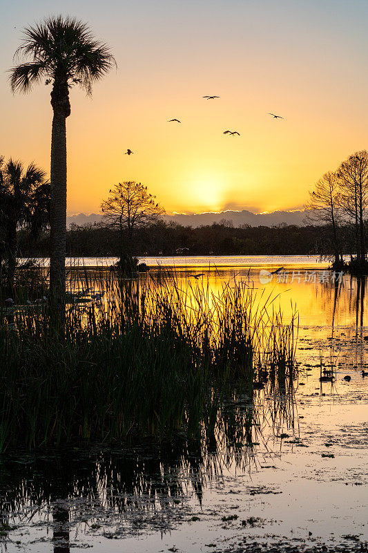 在美国佛罗里达州中部，一群玫瑰色的琵鹭在激动人心的奥兰多湿地公园的太阳前飞行