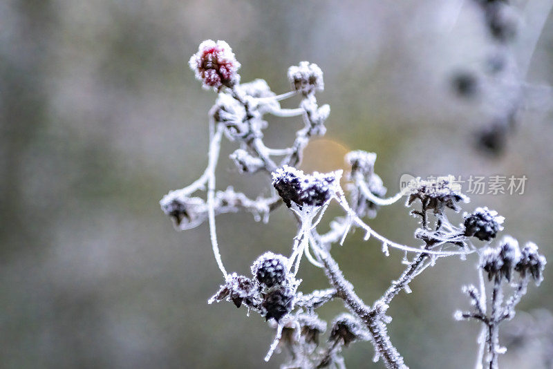 荆棘丛上冰冻的蜘蛛网