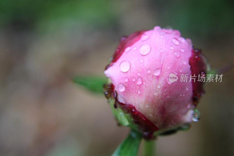 粉色牡丹花蕾特写，有雨滴和蚂蚁