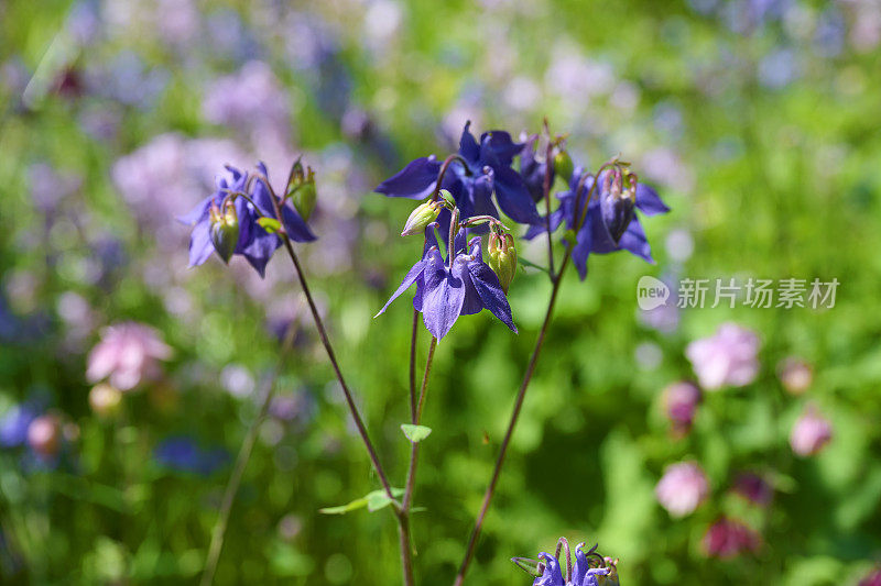 耧斗菜花特写