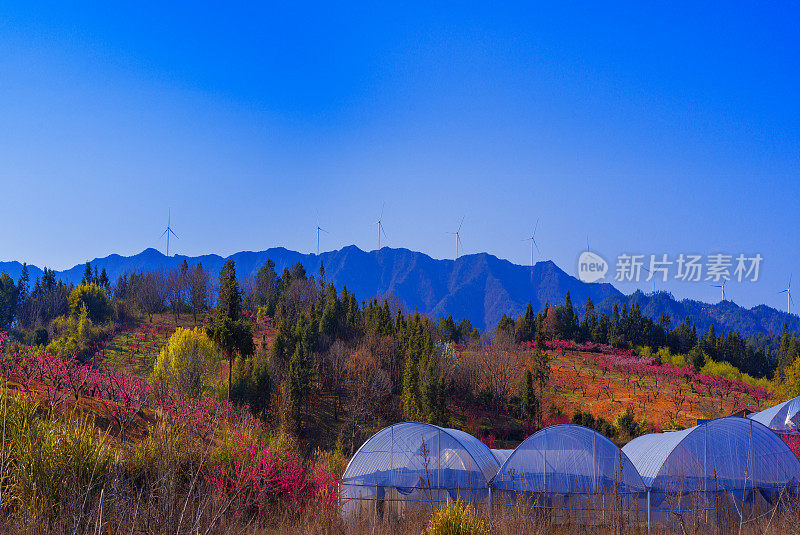 山顶上的风力发电机守护着山脚下的桃树。