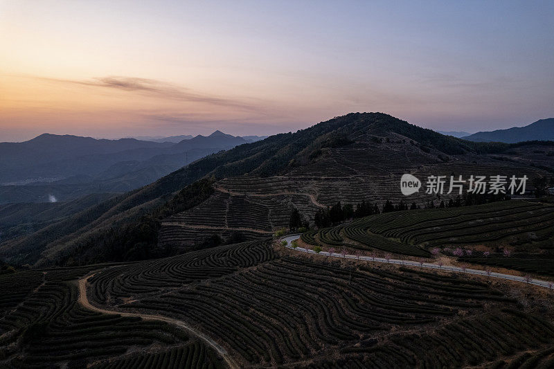 黄昏的高山茶园