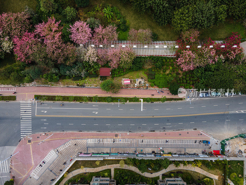 两旁种满花草树木的城市道路