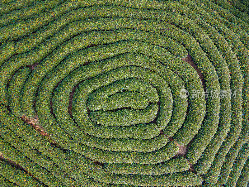 茶园种植茶树形成的圆形纹理鸟瞰图