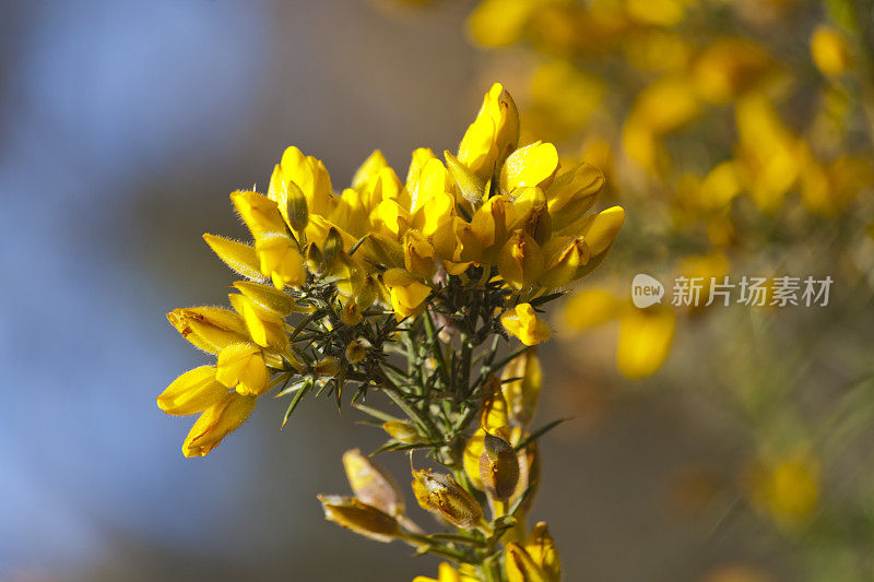 金雀花开花