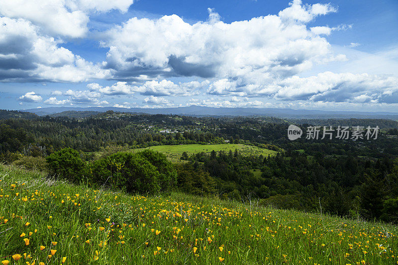 山坡上盛开的加利福尼亚罂粟野花的全景