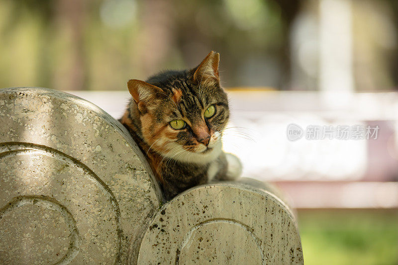 多色的流浪猫坐在公园的长椅上。