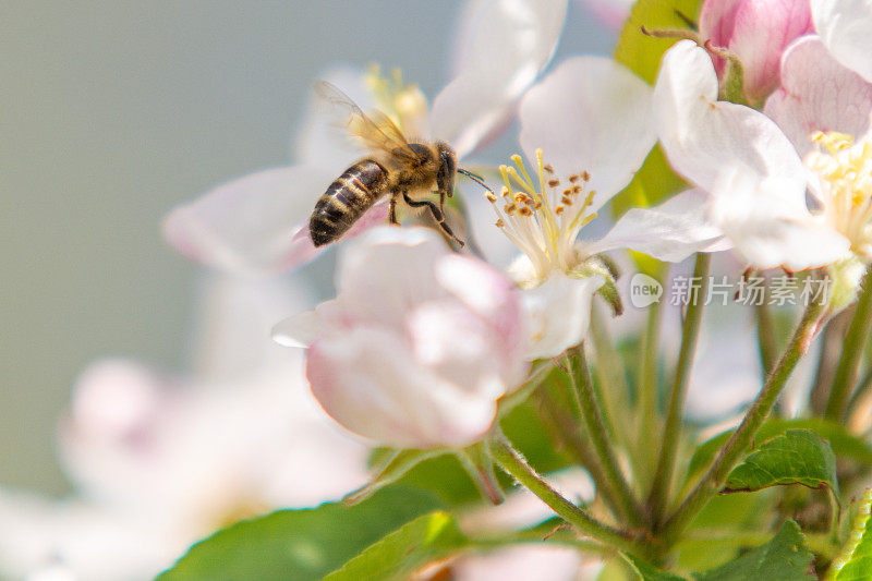 蜜蜂在苹果花上