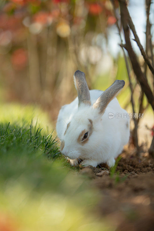 小兔子正在吃草。