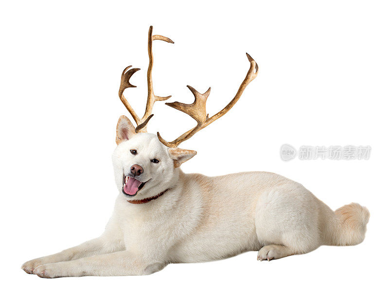 白色柴犬犬与鹿角隔离在白色