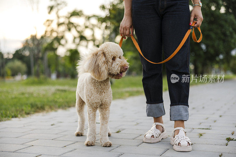 在公园里，一位女性驯兽师正在与一只标准贵宾犬进行服从训练。