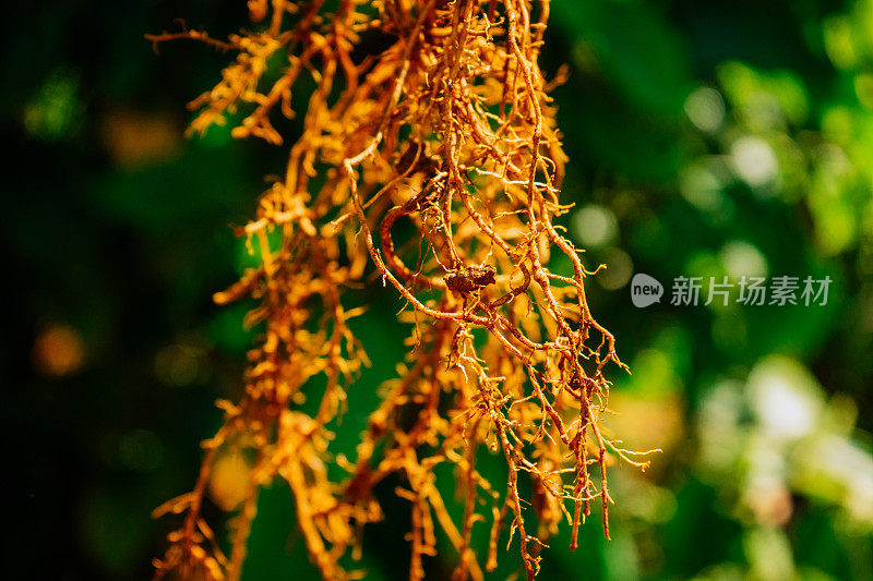 辣椒树根的特写照片，辣椒树根的特写照片，感染了膨胀线虫的辣椒树根，生长在越南林下的辣椒树