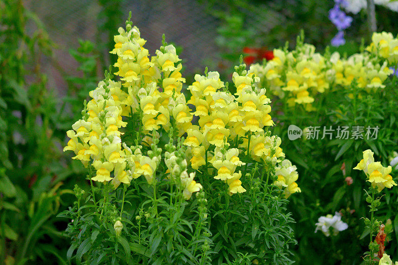 金鱼花:流行的短命多年生植物