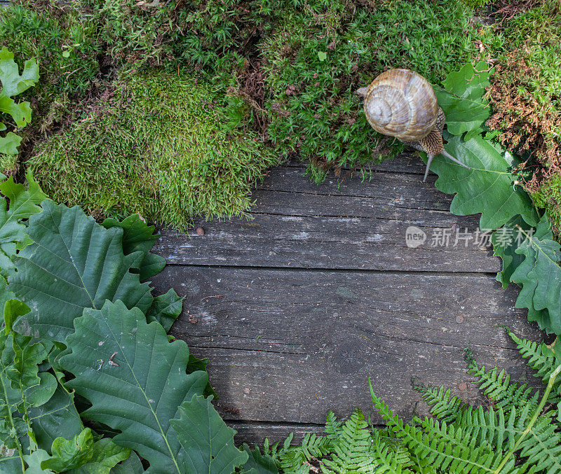 森林、自然和荒野的概念。框架由苔藓，树叶和蜗牛组成。木制背景。从上面看。副本的空间。