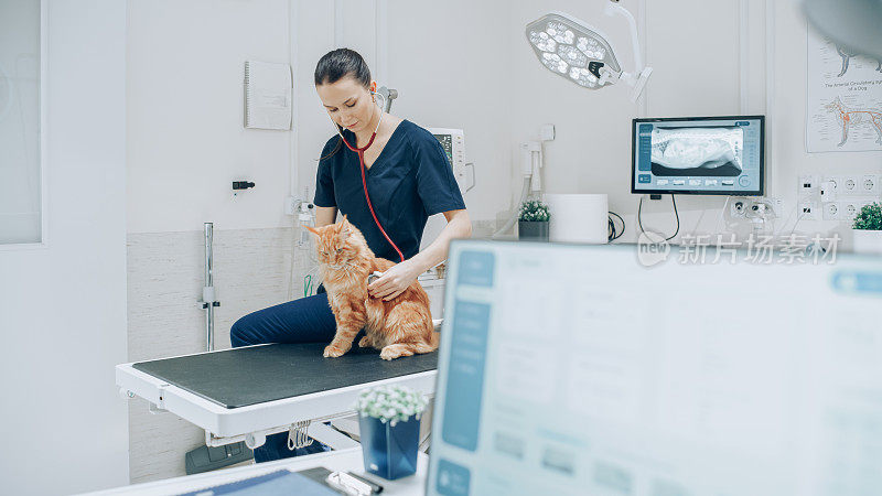 女兽医用听诊器诊断一只红缅因猫。兽医诊所员工使用桌面电脑上的软件检查x射线扫描，以发现潜在的动物健康风险