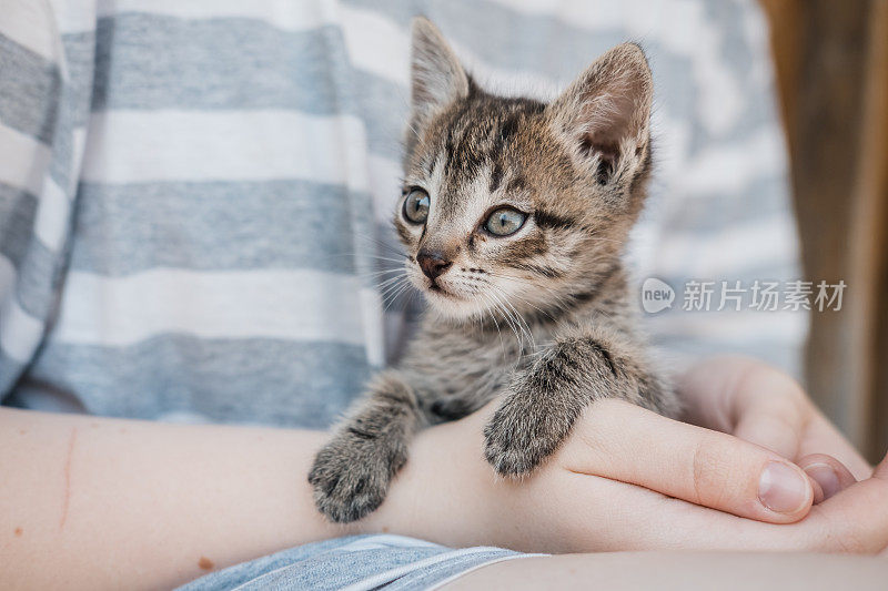 这个女孩发现了一只流浪的小猫。一个有趣的小灰条纹小猫在女孩怀里的特写。孩子们照顾宠物。