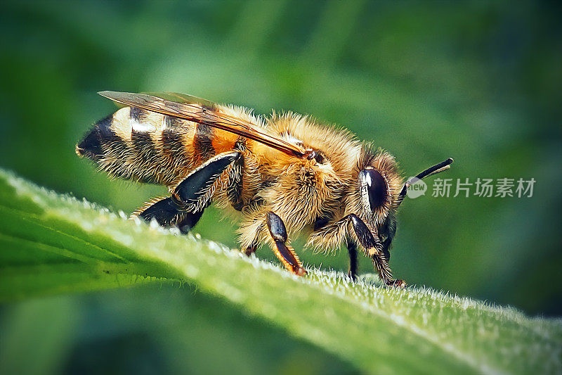 西方蜜蜂昆虫