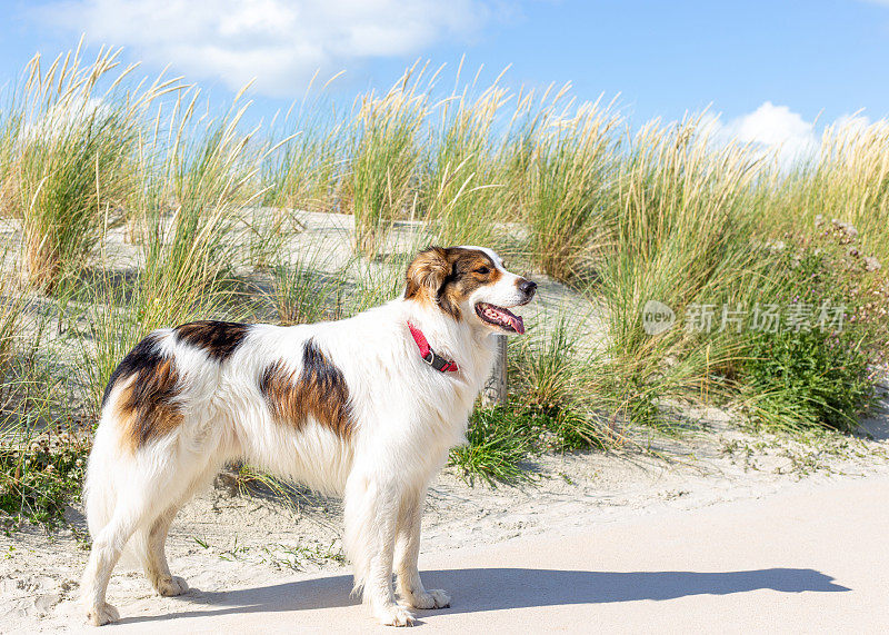 在德国东弗里斯兰的北海地区，一只狗站在夏日的海滩上