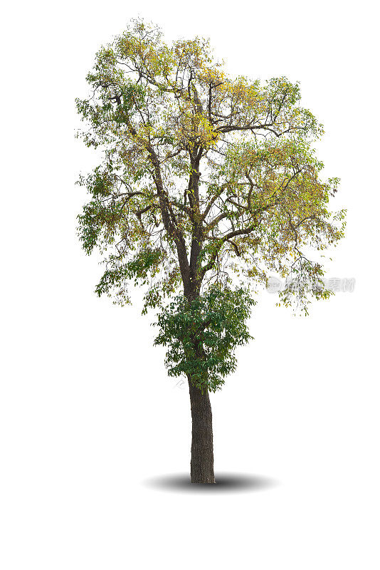 在白色背景上孤立的一棵大树。热带木材植物用于广告，建筑设计，剪报路径。黄叶林和黄枝。大树干生长在秋天，秋天的季节