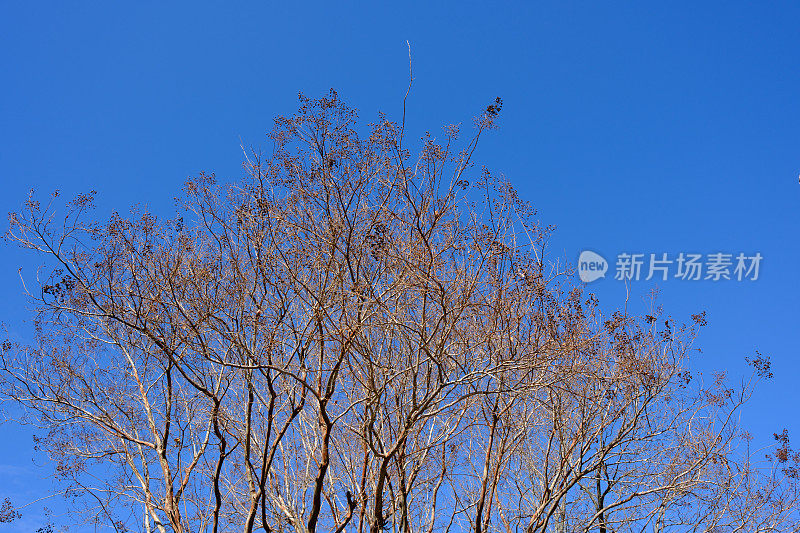 一棵光秃秃的大树顶上