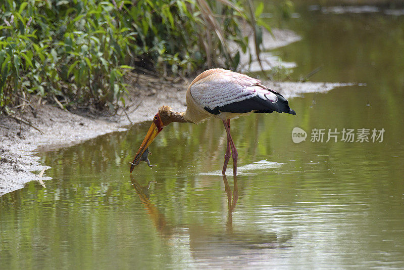 只鹳