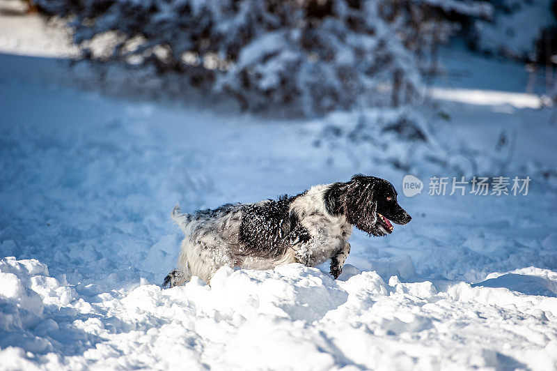 野外繁殖的英国可卡犬