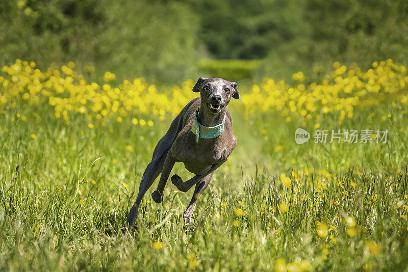 意大利灰狗——在草地上从左到右奔跑