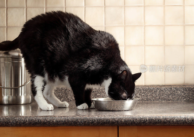 一只大猫站在厨房柜台上的碗里吃东西。