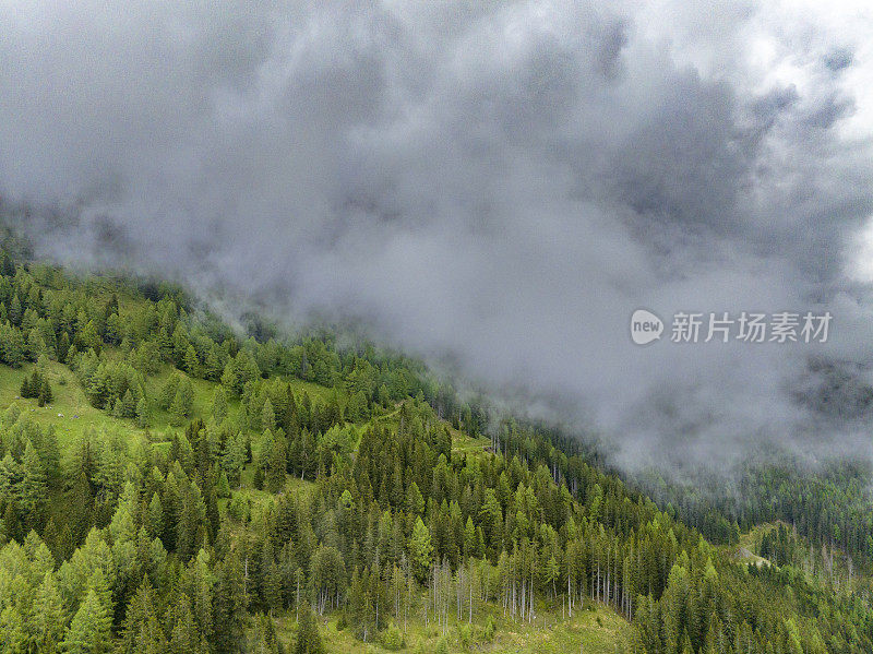 阿尔卑斯山中东部的一座山上的松树林景观