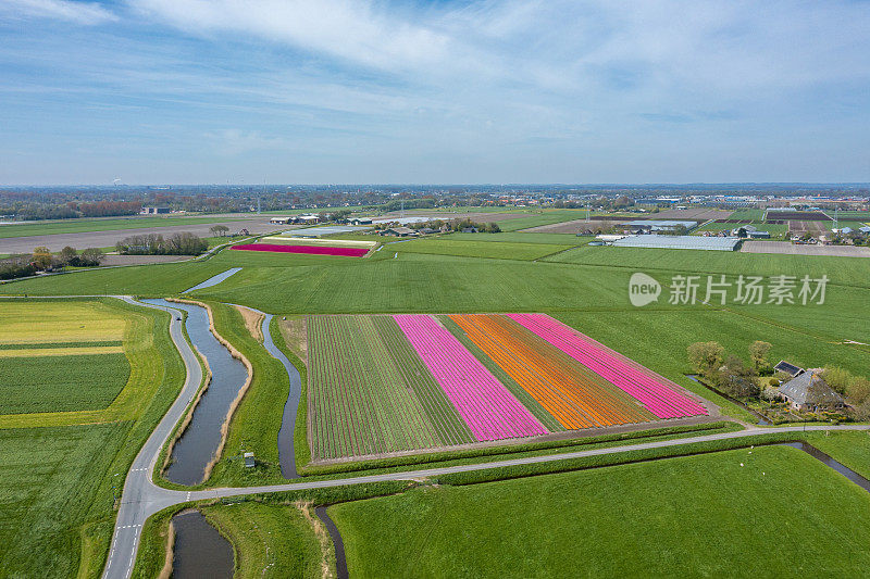 典型的荷兰景观，有风车、郁金香和自行车