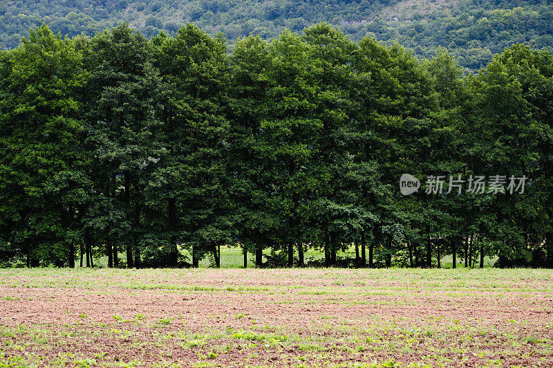 斯洛伐克草地