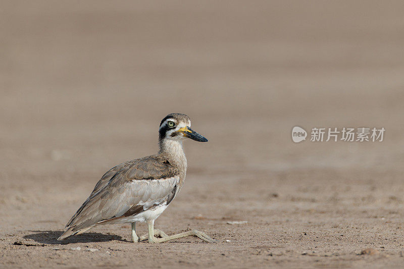 伟大的Thick-knee