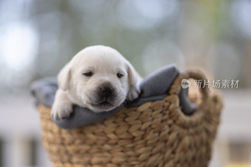 第21天新生的白色拉布拉多犬在篮子里