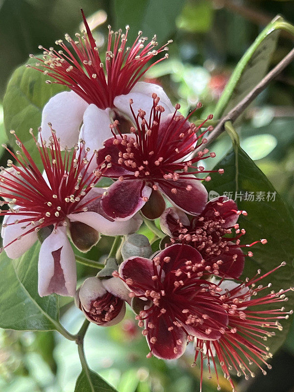 夏天开花的番石榴树