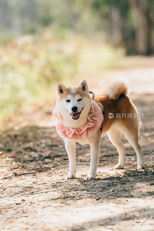 一只秋田犬站在尘土飞扬的土路上