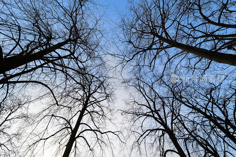 低角度的光秃秃的树木对着天空