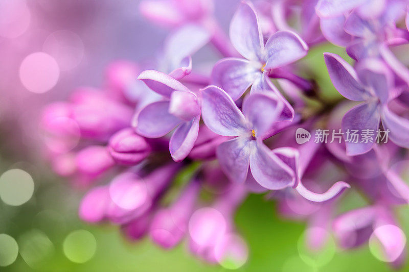 丁香花特写与散景光