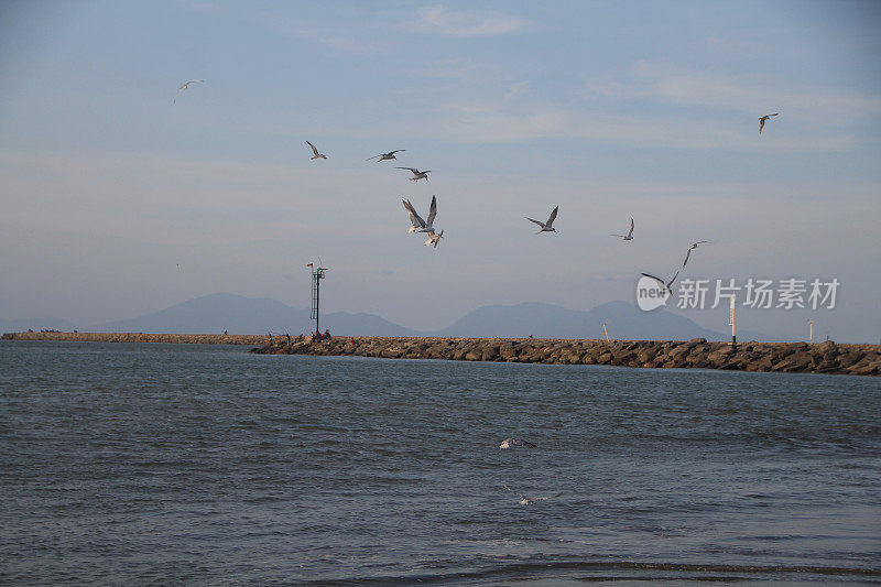 海鸥在波涛的怒吼中低飞