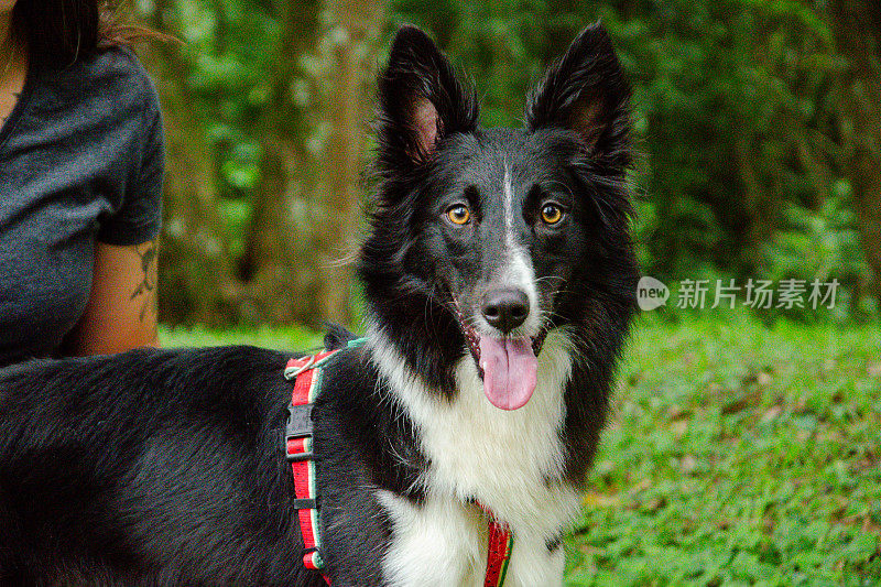 街上的边境牧羊犬