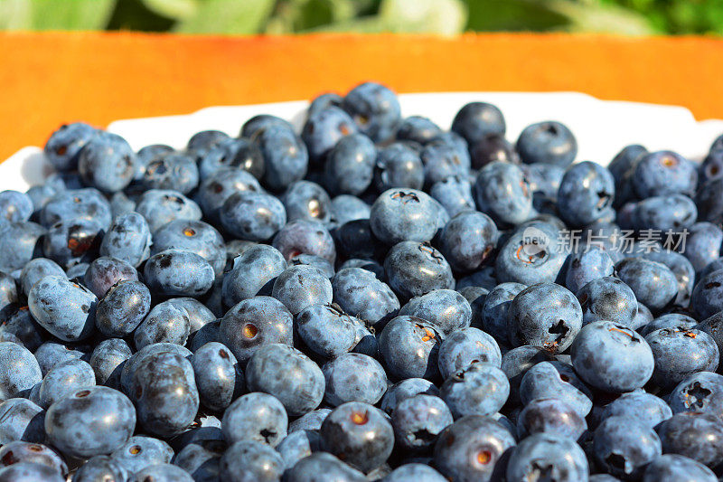 蓝莓纹理背景。蓝莓非常健康，营养丰富。它们可以促进心脏健康、大脑功能和身体的许多其他方面。