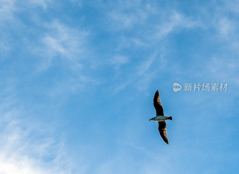 海鸥在蓝天的云朵上飞翔