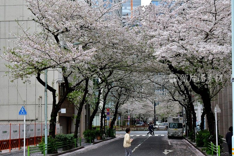 东京商业区樱花隧道:日本桥地区