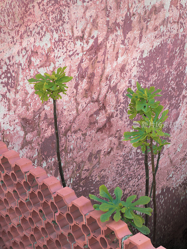 美丽的植物生长在陶土砖墙后面