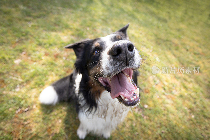 澳大利亚牧羊犬的鼻子靠近草地