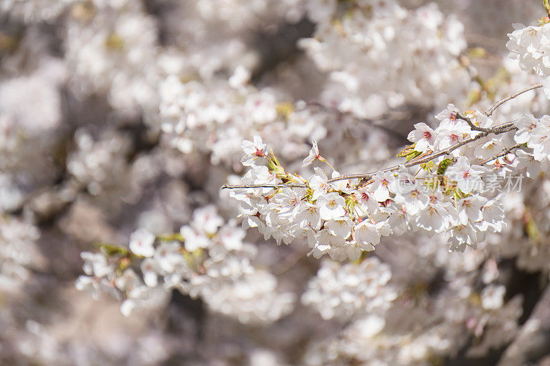 日本樱花