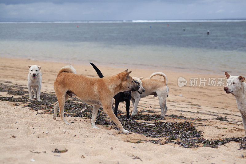 巴厘岛萨努尔海滩上无家可归的流浪狗