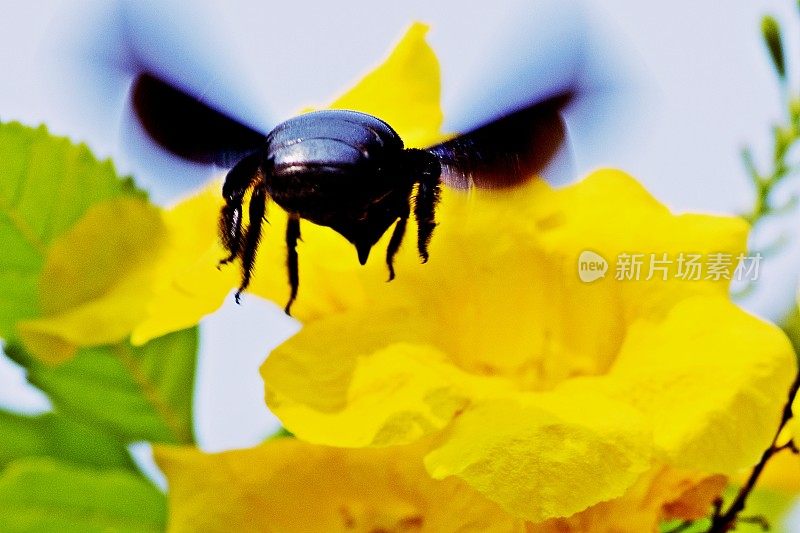 蜜蜂飞向黄花。