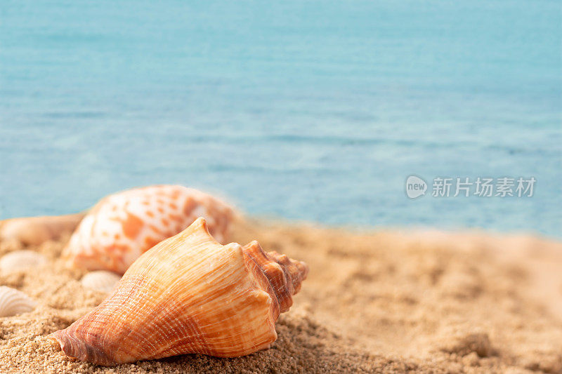 贝壳在海滩上与蓝色的大海