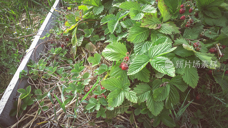 夏天的水果。花园里的野草莓